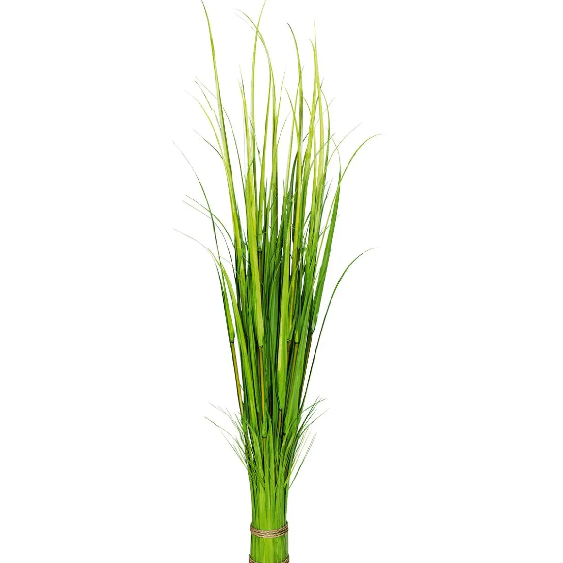 Carrizo Decorativo, 150 Cm