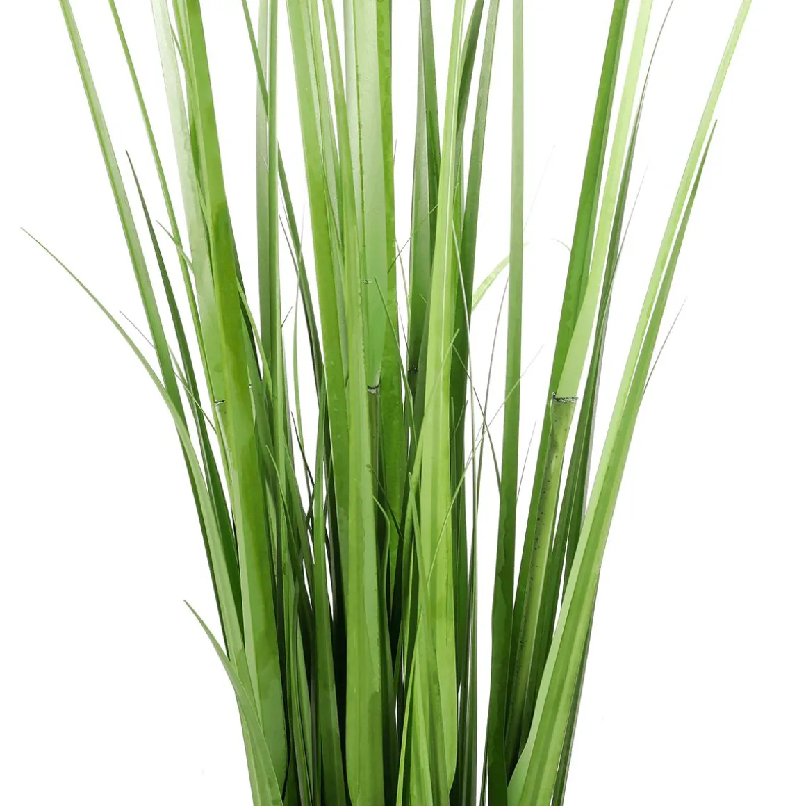 Carrizo Decorativo, 150 Cm