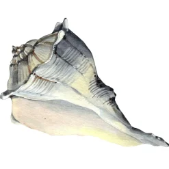 Concha En Acuarela 52 X 35 Cm