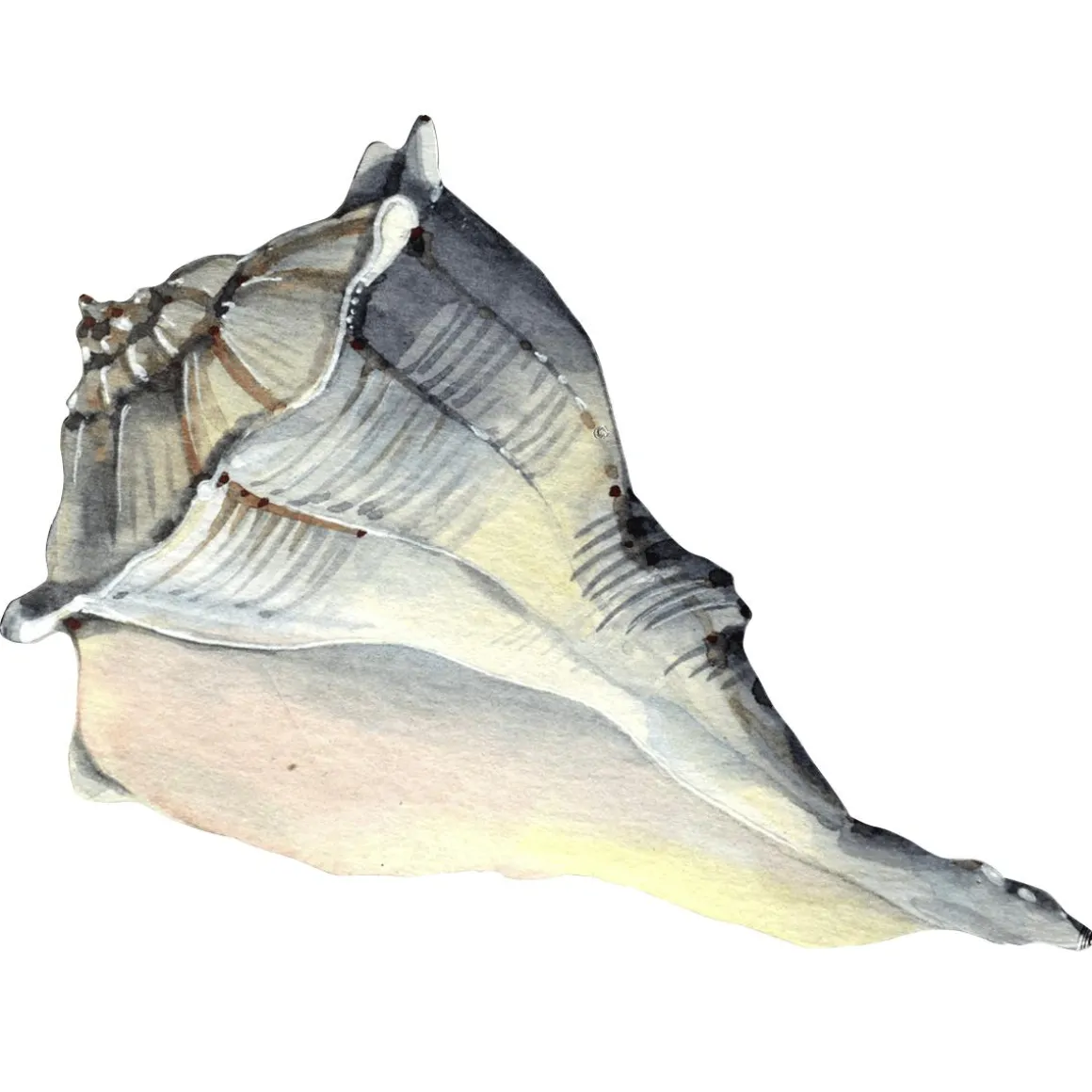 Concha En Acuarela 52 X 35 Cm
