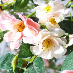 El árbol De Rosas Artificial Blanco/rosado, 210 Cm