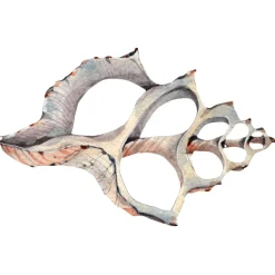 Expositor Decorativo De Conchas 47 X 31 Cm