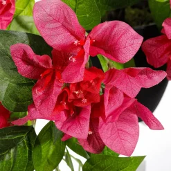 Flor Artificial Colgante Bougainvillea En Maceta 60 Cm