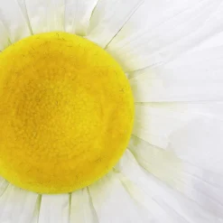 Flor De Margarita Gigante Blanca, Ø 55 Cm