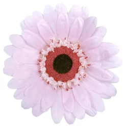 Gerbera Gigante, 45 Cm Ø, Rosa