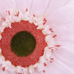 Gerbera Gigante, 45 Cm Ø, Rosa