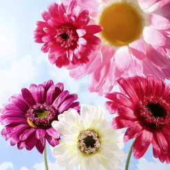 Gerbera Gigante Morado, 45 Cm Ø