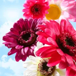 Gerbera Gigante Morado, 45 Cm Ø