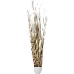 Haz De Hierba Seca De 150 Cm De Altura, En Maceta Blanca Ø 20 Cm