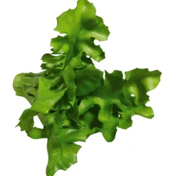 Imitación De Ensalada De Rúgula, Ø 16 Cm, 2 Piezas