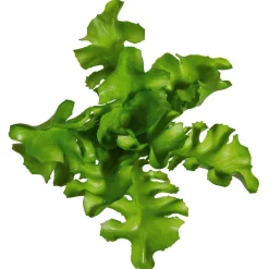 Imitación De Ensalada De Rúgula, Ø 16 Cm, 2 Piezas