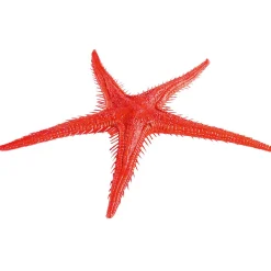 Imitación De Estrella Do Mar, 2 Piezas