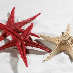Imitación De Estrella Do Mar, 2 Piezas