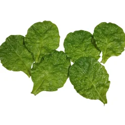 Imitación De Hojas De Espinaca Verde, 6 Piezas