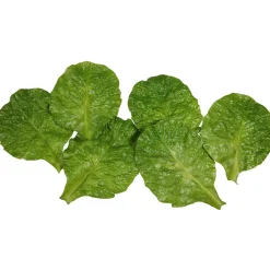 Imitación De Hojas De Espinaca Verde, 6 Piezas