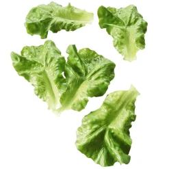 Imitación De Hojas De Lechuga Verde, 5 Piezas