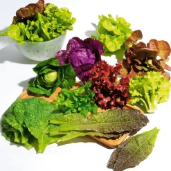 Imitación De Hojas De Lechuga Romana Verde - Rojo, 6 Piezas