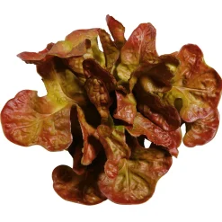 Imitación De Lechuga De Hoja De Roble, Ø 23 Cm