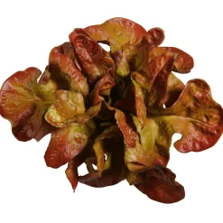 Imitación De Lechuga De Hoja De Roble, Ø 23 Cm