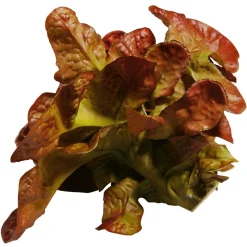 Imitación De Lechuga De Hoja De Roble, Ø 23 Cm