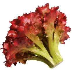 Imitación De Lechuga Lollo Rosso, Ø 16 Cm