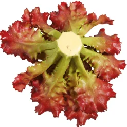 Imitación De Lechuga Lollo Rosso, Ø 16 Cm