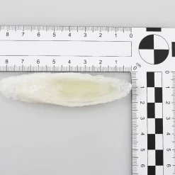 Imitación De Rodajas De Puerro, 6 Piezas