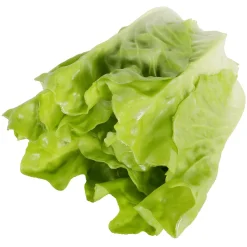Lechuga Romana