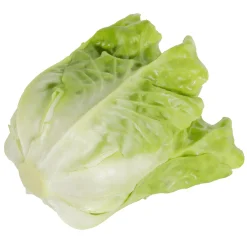 Lechuga Romana