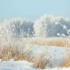 Lona XXL "Caña De Invierno" De Lona De Camión Ignífuga 250 X 330 Cm