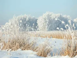 Lona XXL "Caña De Invierno" De Lona De Camión Ignífuga 250 X 330 Cm