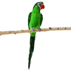 Loro Verde Sentado 66 X 16 X 17 Cm