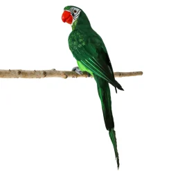 Loro Verde Sentado 66 X 16 X 17 Cm