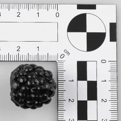 Maniquí De Moras, 24 Piezas