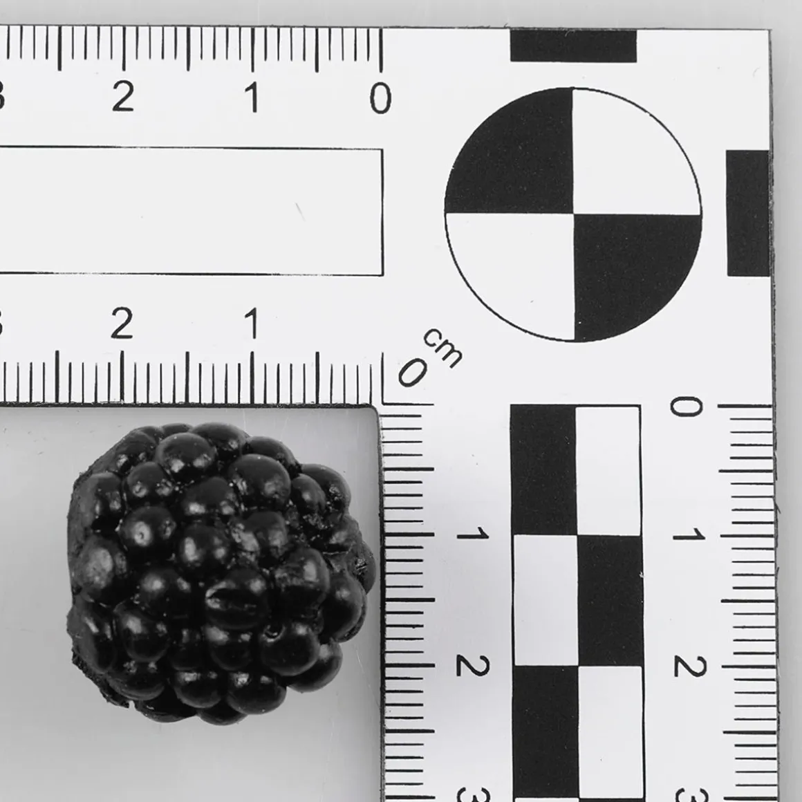 Maniquí De Moras, 24 Piezas