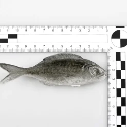 Maniquí De Sardinas, Paquete De 4 Piezas