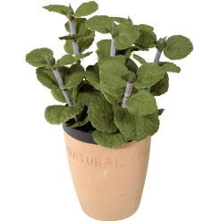 Menta Decorativa En Tiesto De Barro 20 Cm