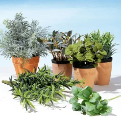 Menta Decorativa En Tiesto De Barro 20 Cm