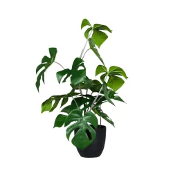 Monstera En Maceta Negra