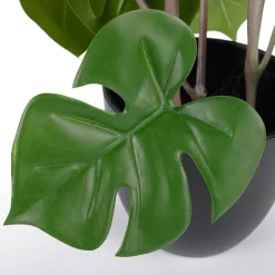 Monstera En Maceta Negra