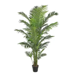 Palma Areca Altura 190 Cm