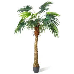 Palma Phoenix 180 Cm