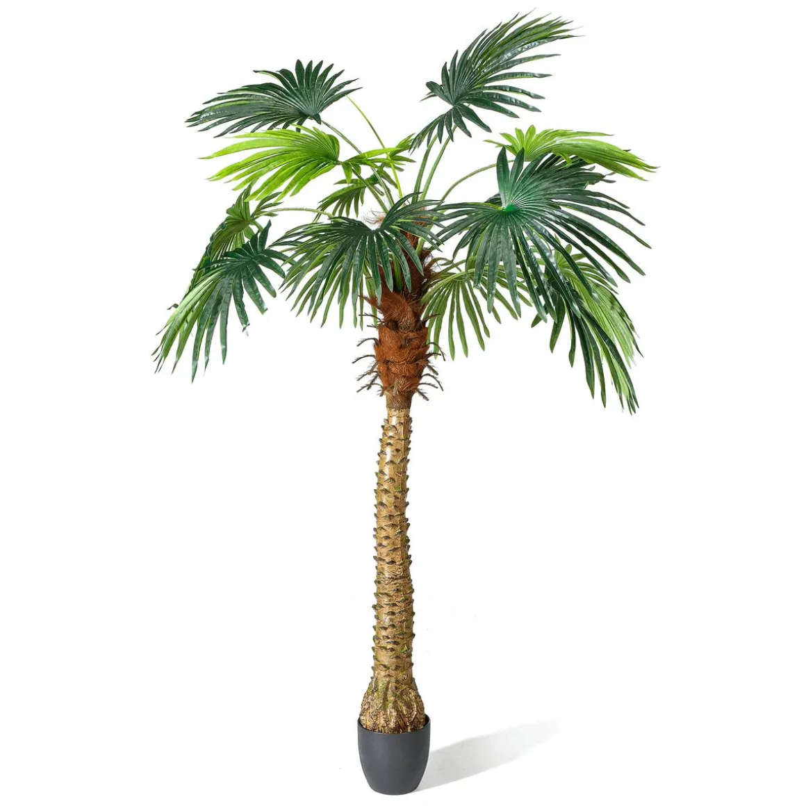 Palma Phoenix 180 Cm