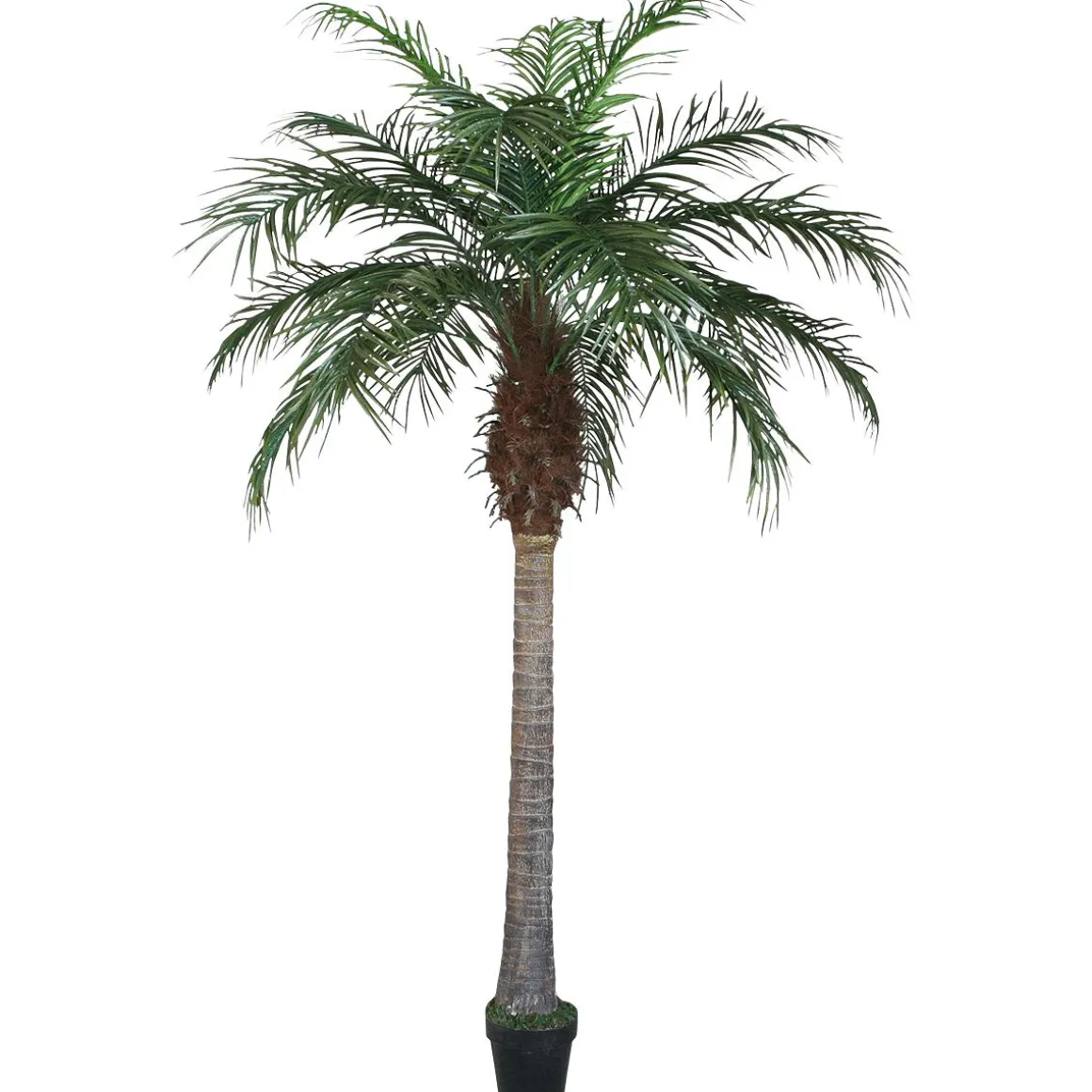 Palma Phoenix 180 Cm