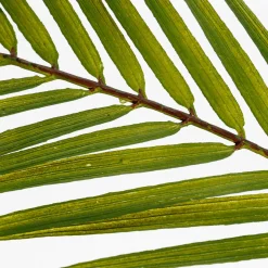 Palmera Artificial Frondas De Palmera Verde 80 Cm