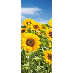 Pancarta De Tela Campo De Girasoles 75 X 180 Cm