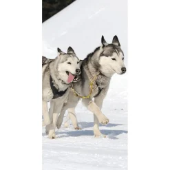 Pancarta De Tela Ignífuga "Carreras De Huskies" De Tela De Bandera 100 X 200 Cm