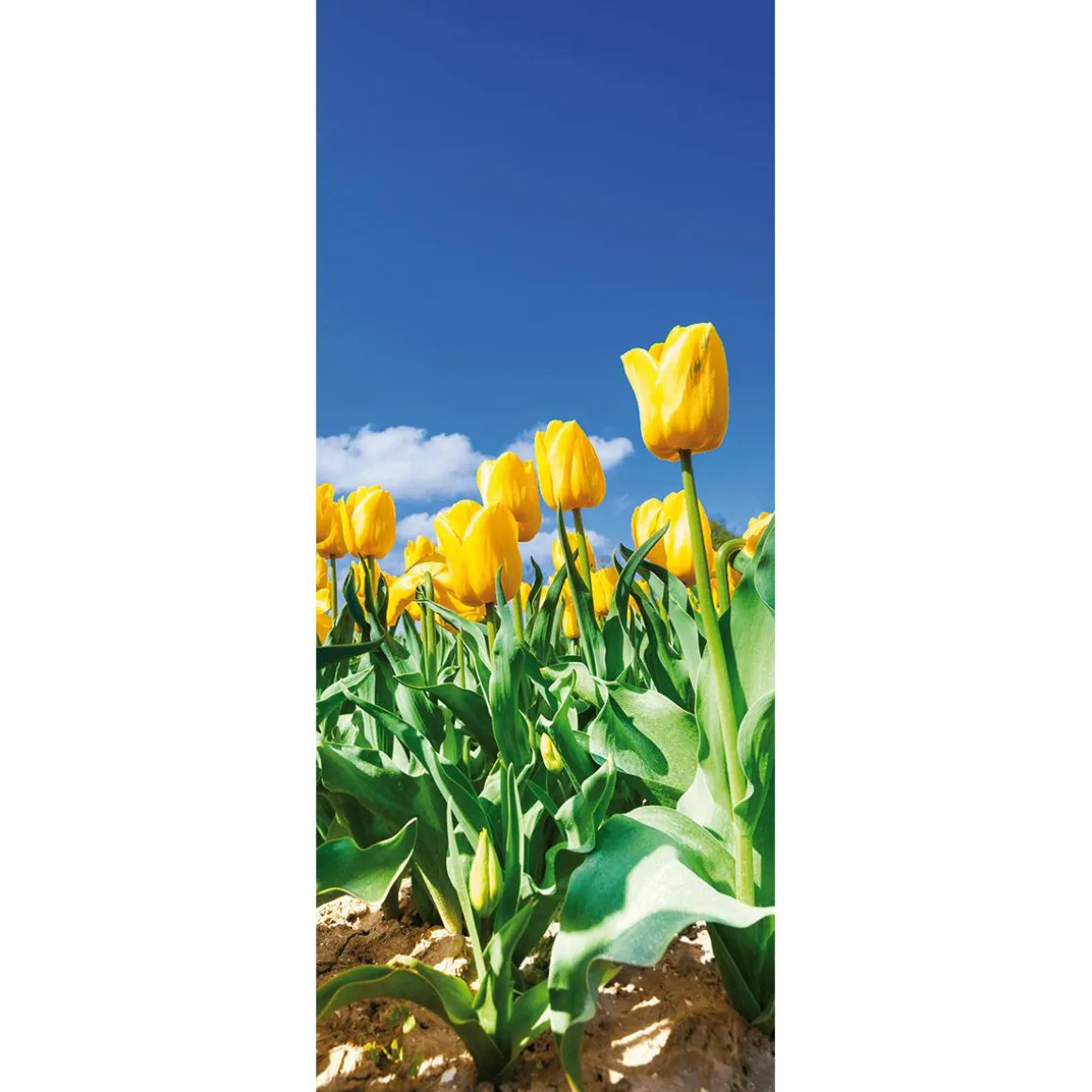 Pancarta De Tela Ignífuga De La Llama Amarillo Tulipán Bandera De Tela 75 X 180 Cm