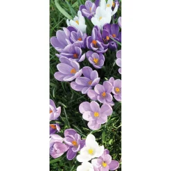 Pancarta De Tela Ignífuga Blanca Y Púrpura De Azafranes 75 X 180 Cm