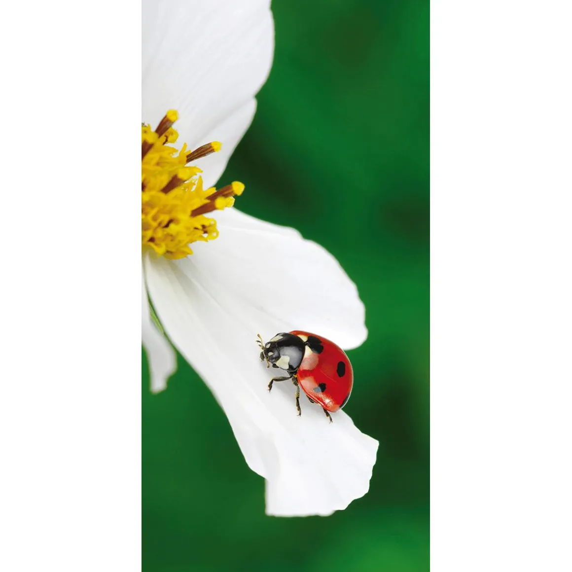 Pancarta De Tela Ignífuga "Mariquita Sobre Flor Blanca" En Tela De Pancarta 100 X 200 Cm